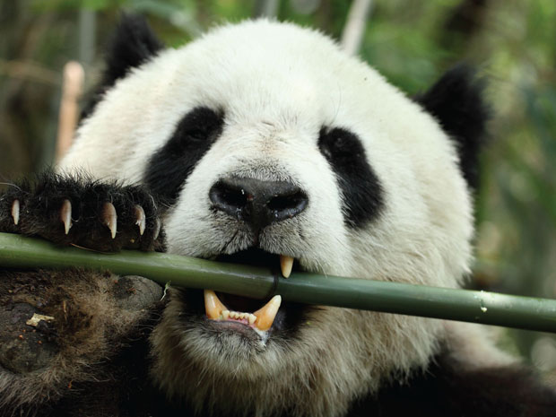 Panda Comendo Bambu 