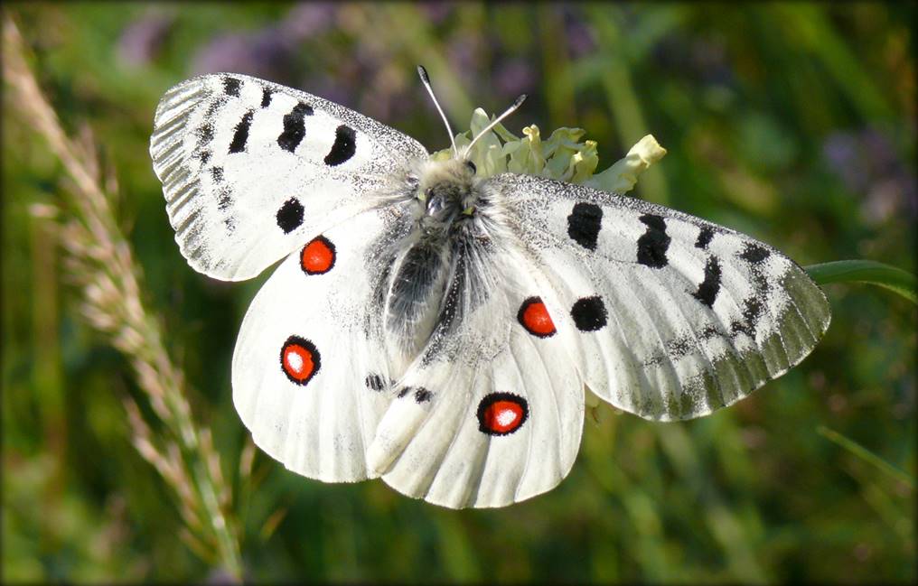 Parnassius Apollo