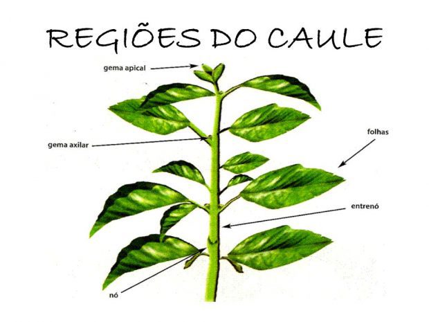 Partes do Caule