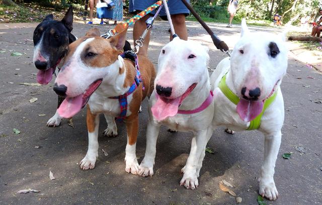 Passeando Com Quatros Bull Terriers 