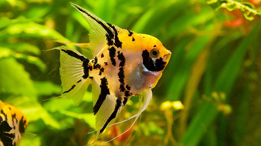 Peixe Acará-Bandeira: Características, Como Cuidar e Fotos | Mundo Ecologia