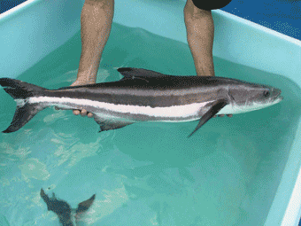 Como Criar o Peixe Bijupirá? Como Fazer Passo a Passo