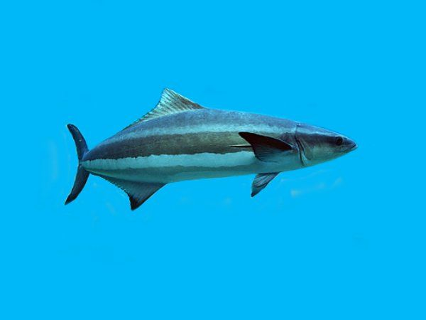 Alimentação do Peixe Bijupirá: O Que Eles Comem?