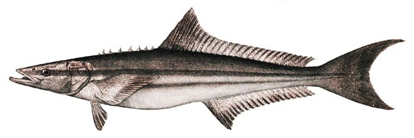 Peixe Bijupirá Características