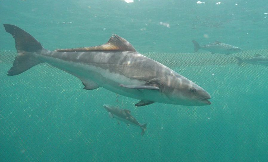 Habitat do Peixe Bijupirá: Onde Eles Vivem?