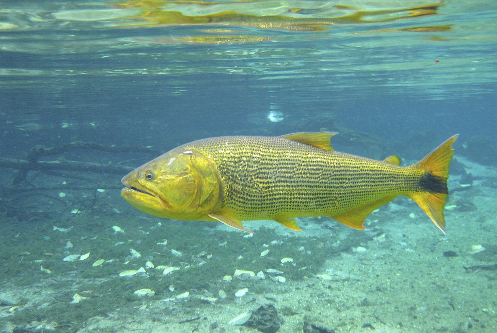 Peixe Dourado