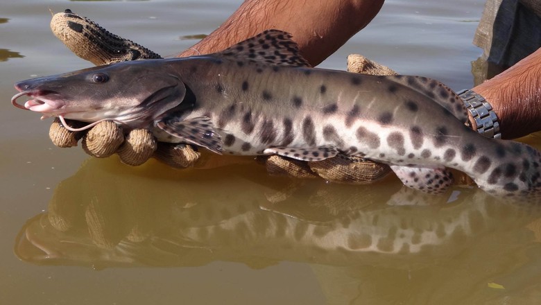 História do Peixe Pintado e Origem do Animal