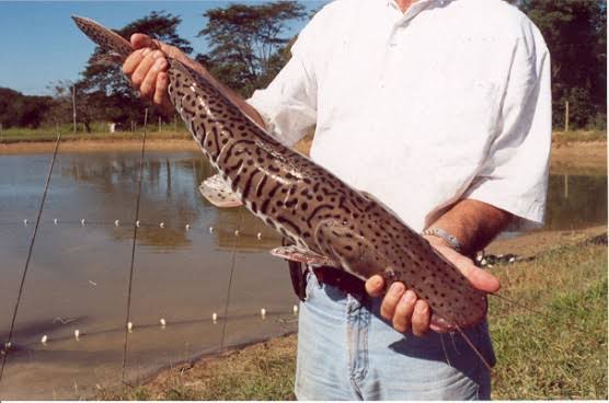 Peixe Pintado nas Mãos de um Pescador