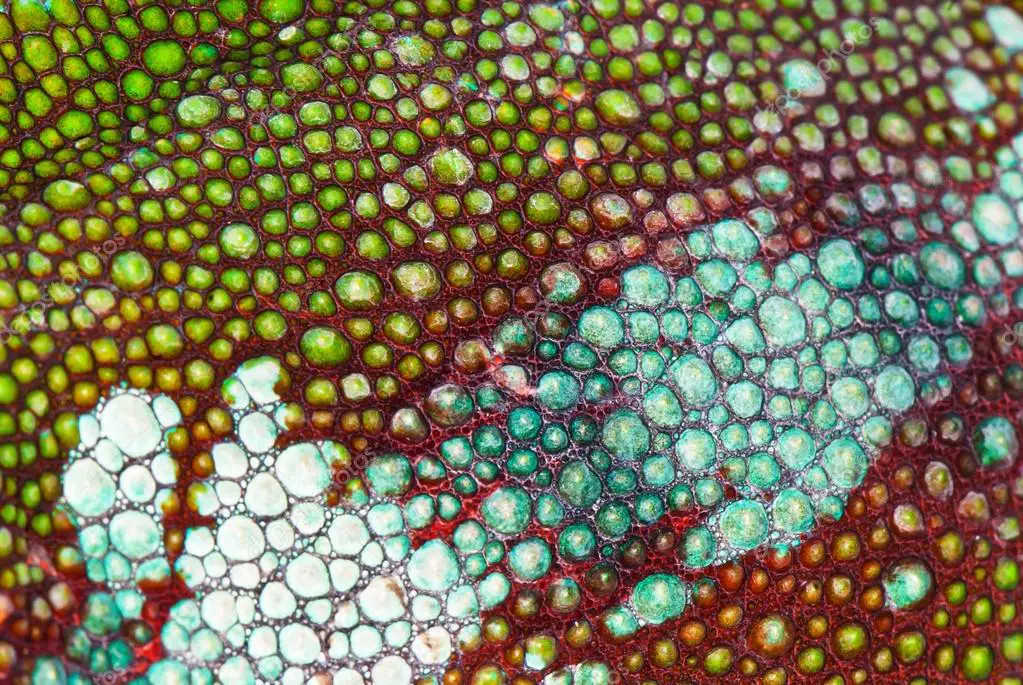 Кожа хамелеона. Кожа хамелеона под микроскопом. Кожа хамелеона текстура. Клетки кожи хамелеона. Шкура хамелеона текстура.