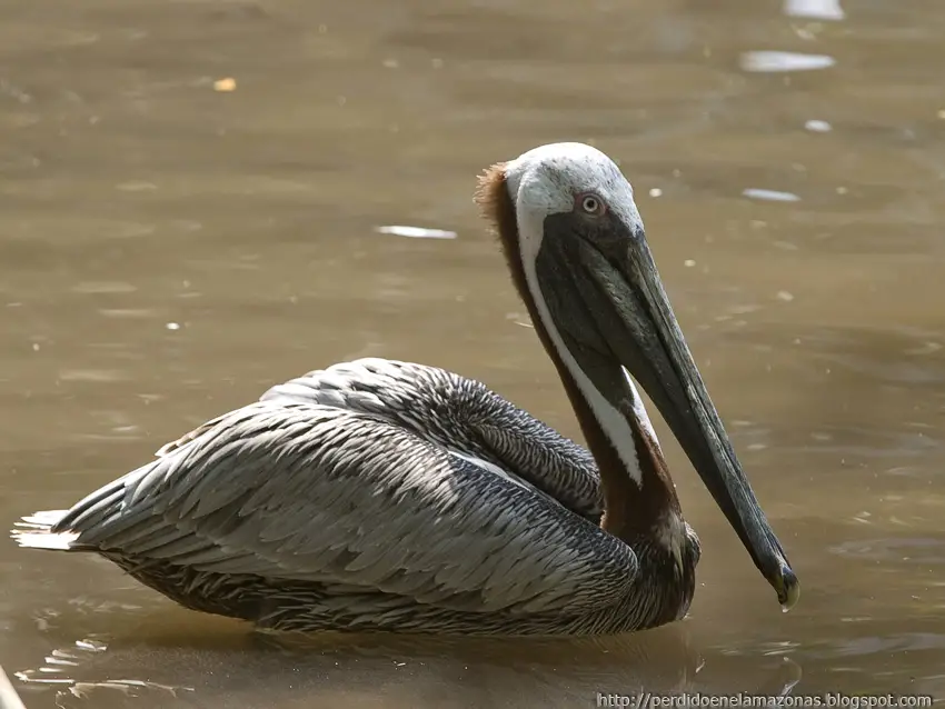Pelicano-Pardo Na Água 