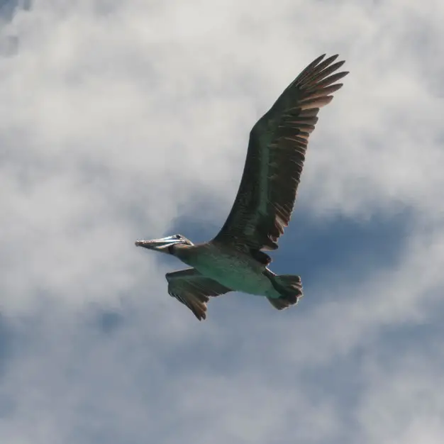 Pelicano-Pardo Voando 