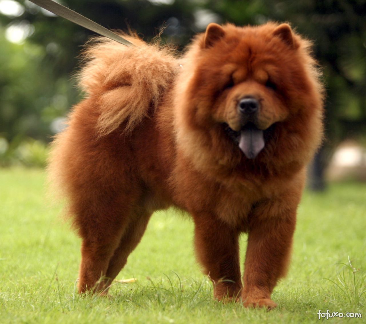 Pelos do Chow Chow