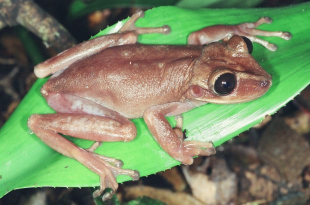 Quais São os Predadores da Perereca e Seus Inimigos Naturais? | Mundo