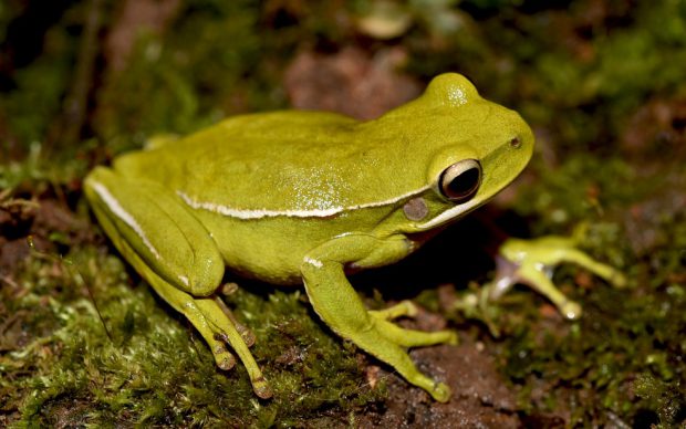 Perereca em seu habitat natural