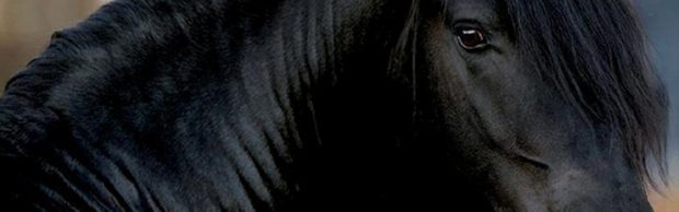 Perfil do Cavalo Friesian