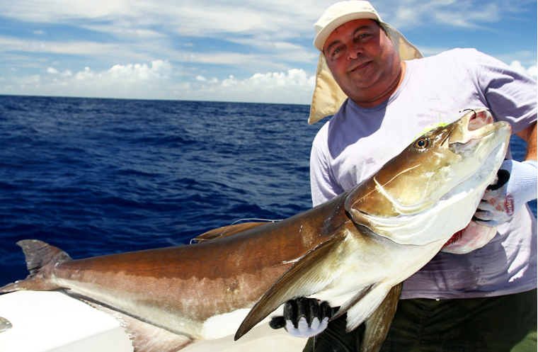 Pesca Do Bijupirá