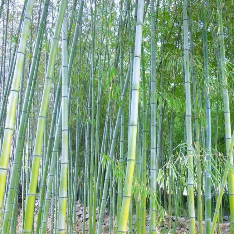 Phyllostachys Pubescens