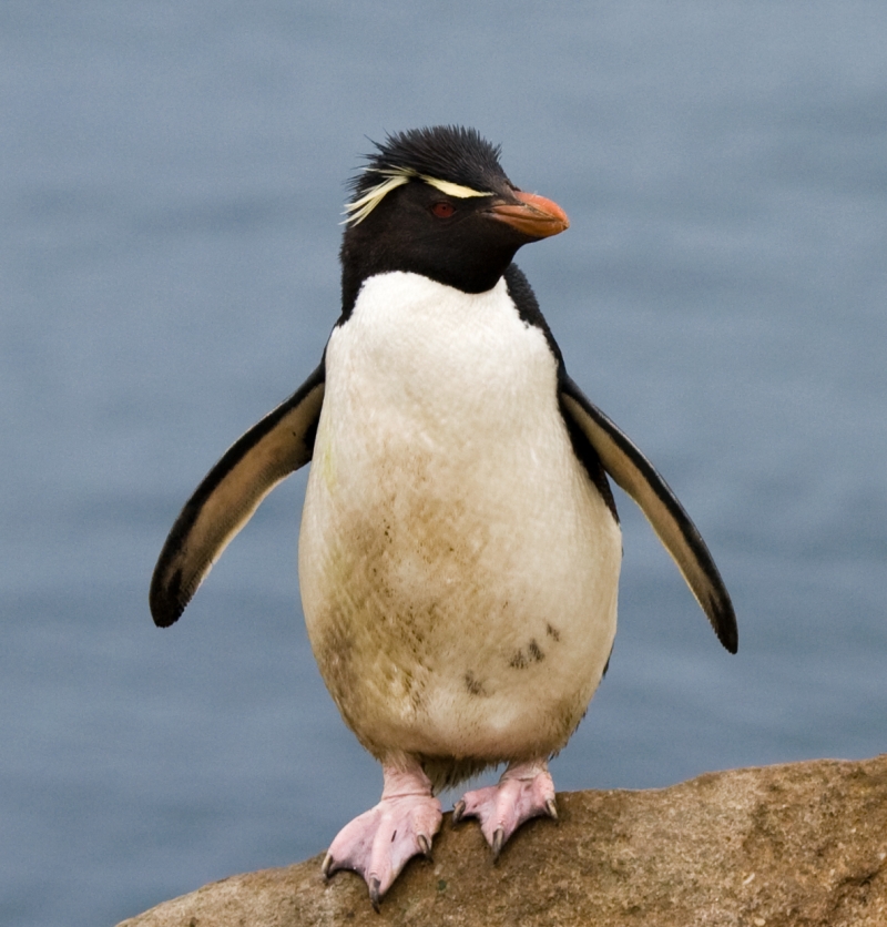 Pinguim Eudyptes: Características, Nome Cientifico e Fotos