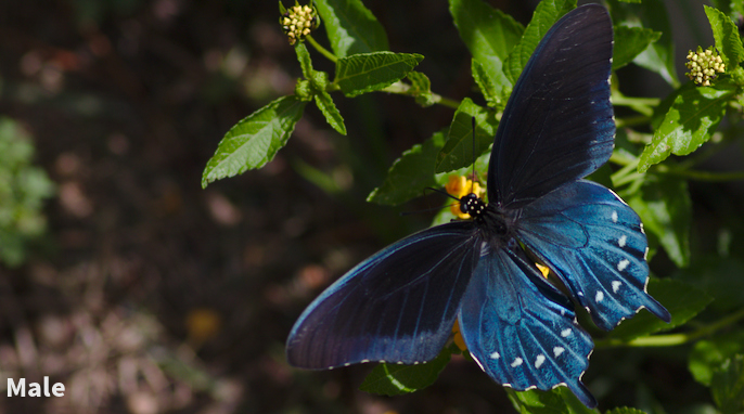 Pipevine Swallowtail