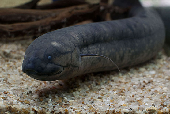 Qual é o Nome do Peixe Que Parece Uma Cobra?