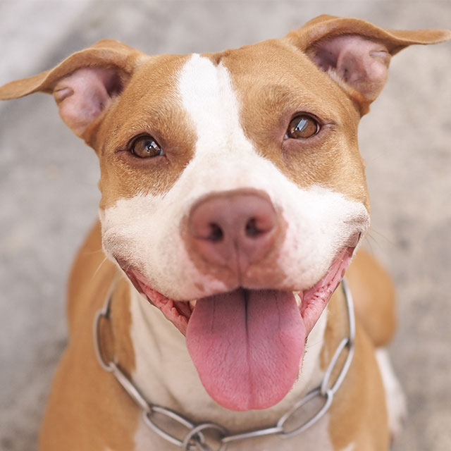 Pitbull Sorridente