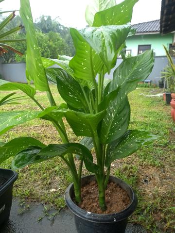 Quais Os Efeitos Da Planta Comigo Ninguem Pode Mundo Ecologia