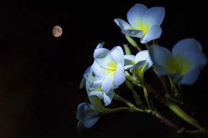 Planta Fotografada a Noite 