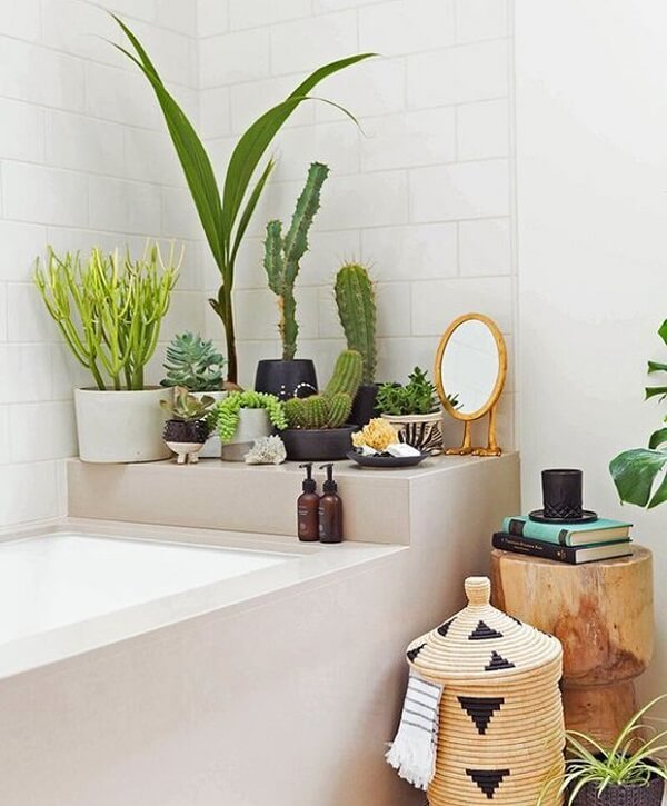 Qual Melhor Planta Para Colocar No Banheiro?