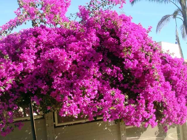Planta Primavera Não Floresce: O Que Fazer? Como Resolver?