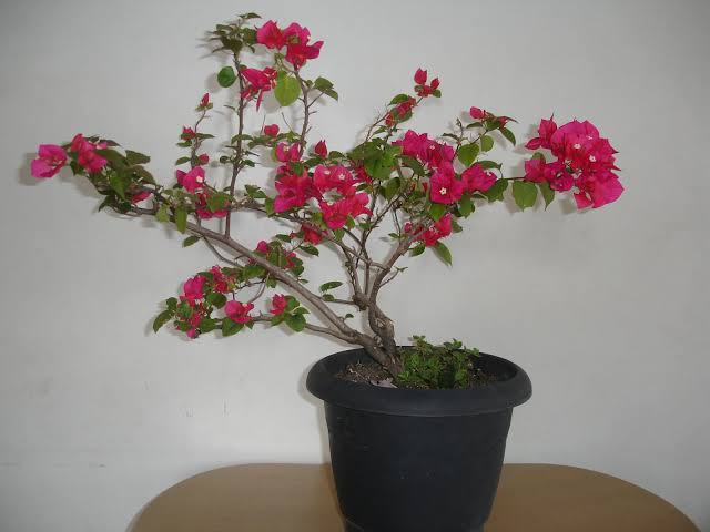 Planta Primavera no Vaso