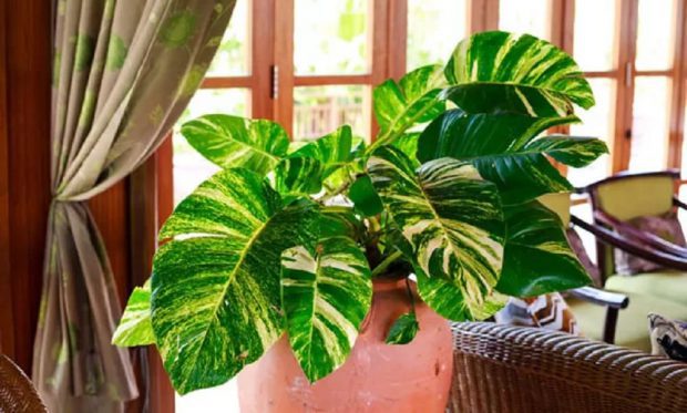Planta Verde na Sala
