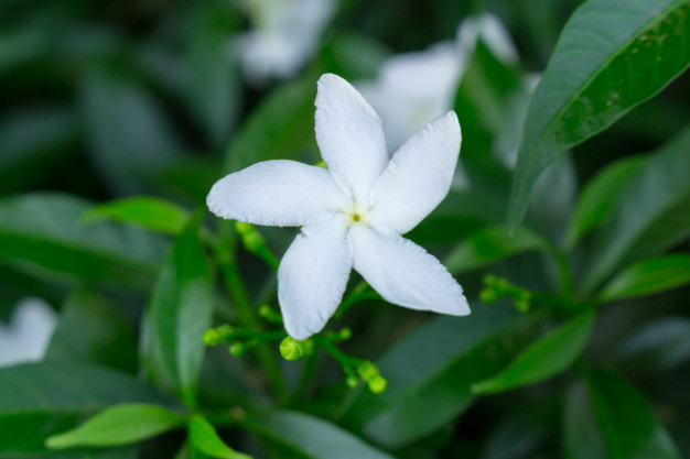 Planta de Sampaguita