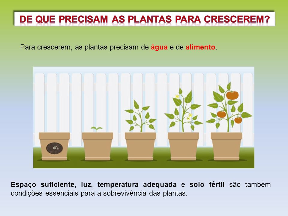 Plantas Crescendo 