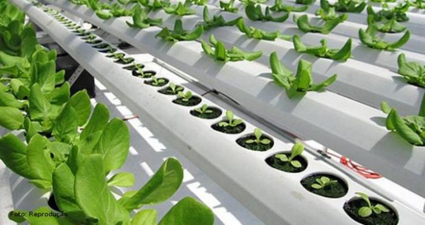 Plantas Espalhadas na Estufa