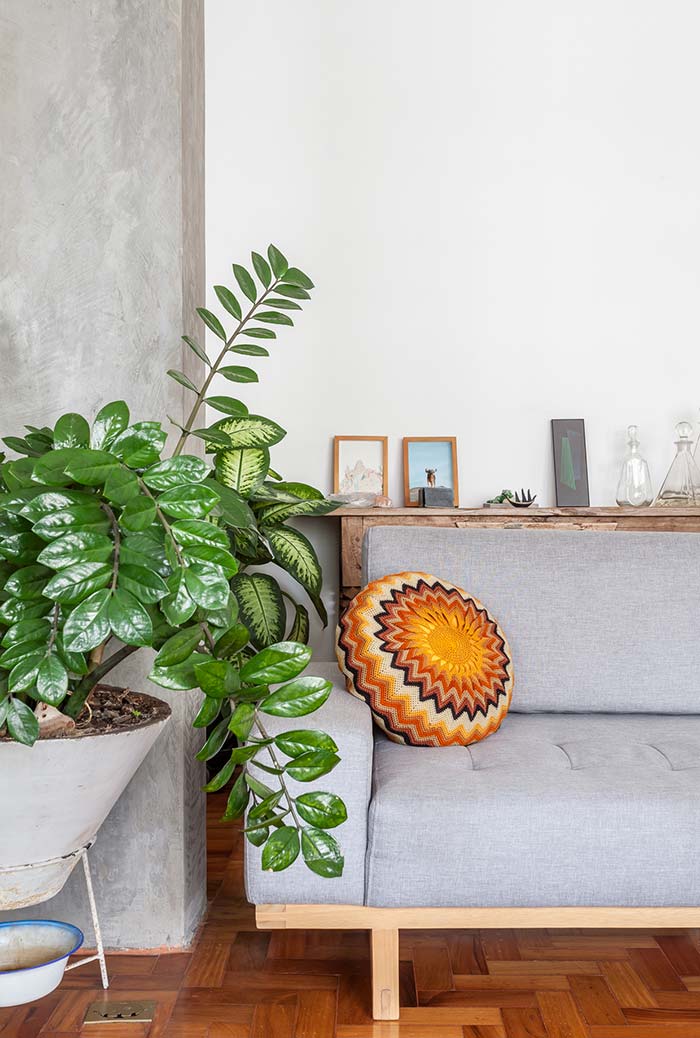 Qual é a Melhor Planta Para se ter na Sala?