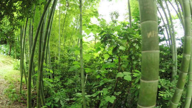 Plantação Phyllostachys Pubescens 