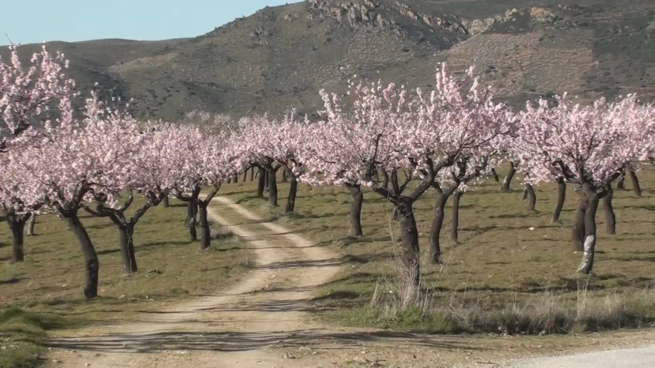 Plantação de Amendoeiras Floridas 