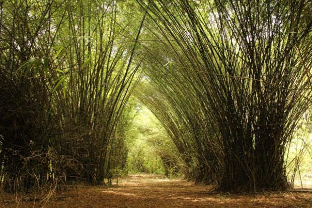 Plantação de Bambu 