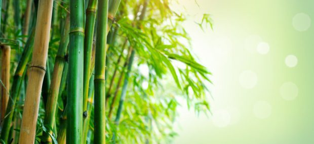 Plantação de Bambu 