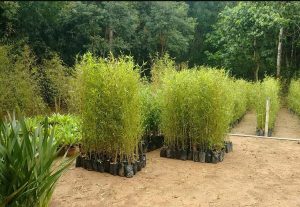 Bambu Cana-Da-Índia: Características, Como Cultivar e Fotos | Mundo ...