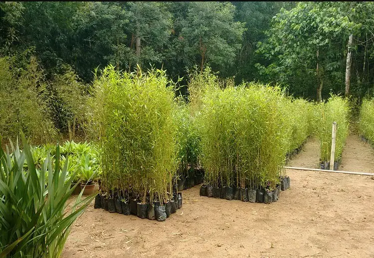 Plantação de Bambu Cana-Da-Índia
