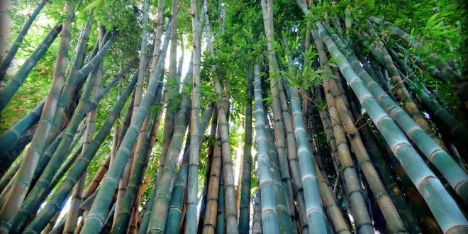 Plantação de Bambu Maciço