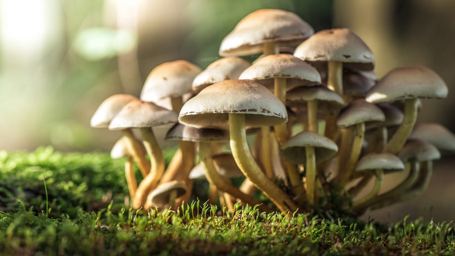 Cogumelos Mágicos: A Droga Mais Segura do Mundo