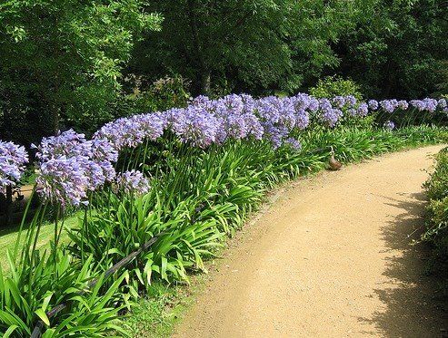 Tudo Sobre a Flor Agapanto: Características, Nome Cientifico E Fotos |  Mundo Ecologia