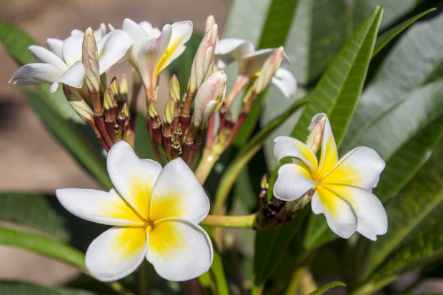 Plumeria alba: FLor mais cheirosa do mundo