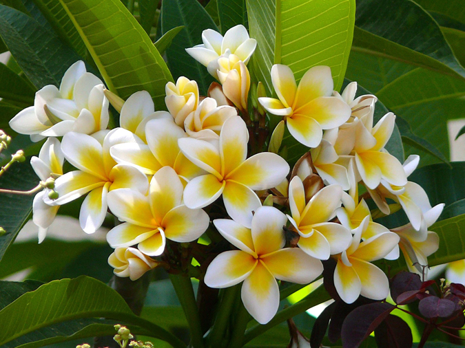 Plumeria alba - Plantando em casa