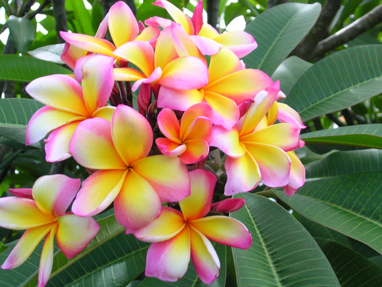 Plumeria