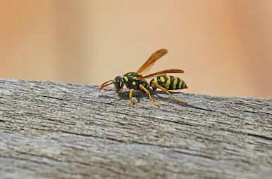 Polister Gallicus