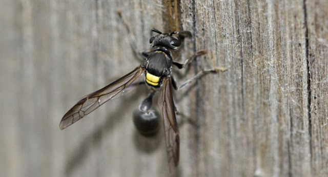 Polybia Paulista