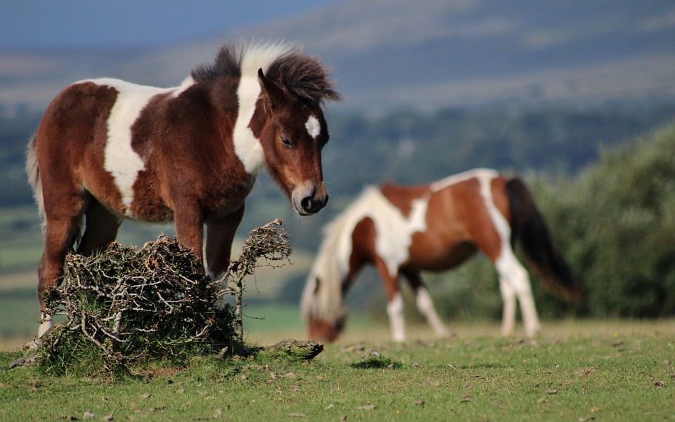 Ponei Dartmoor